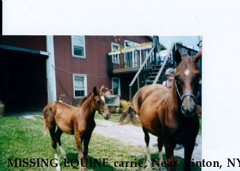MISSING EQUINE carrie, Near clinton, NY, 13323-3614